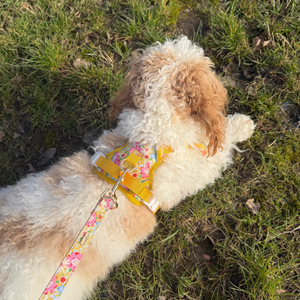 Sunny Bloom Harness Set