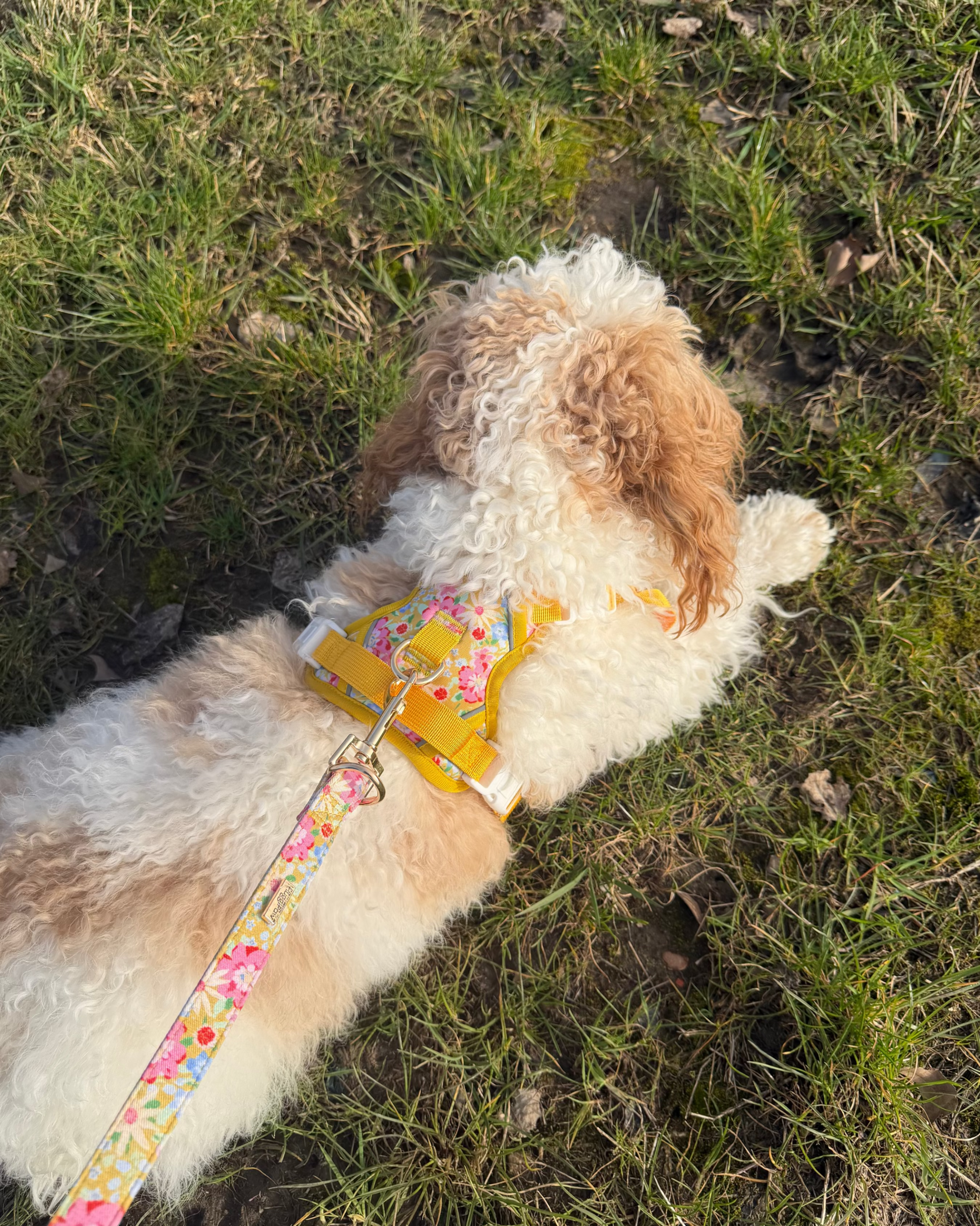 Sunny Bloom Harness Set