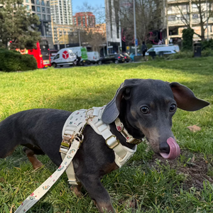 Vintage Fleur Dog Harness