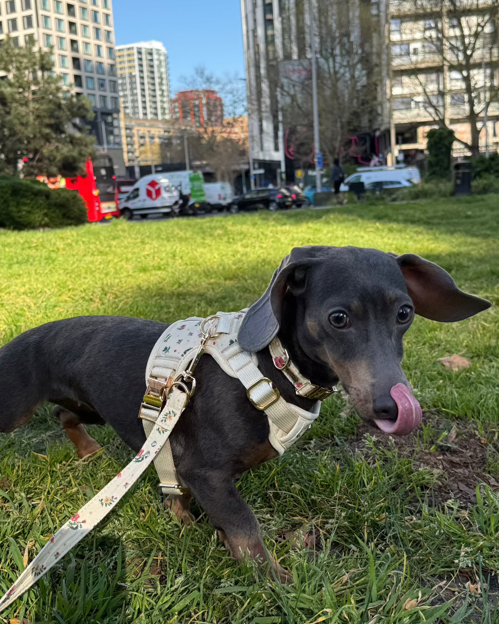 Vintage Fleur Dog Harness