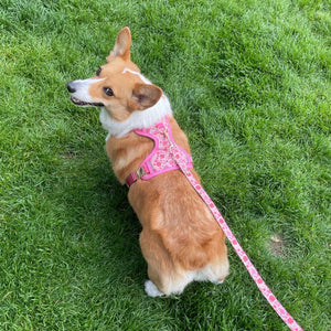 Rosy Bloom Dog Harness