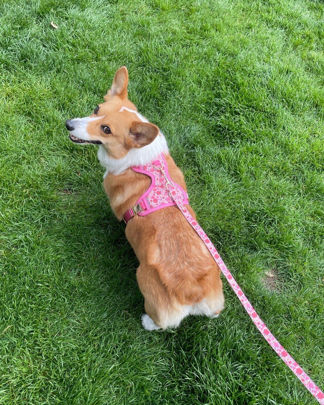 Rosy Bloom Dog Harness
