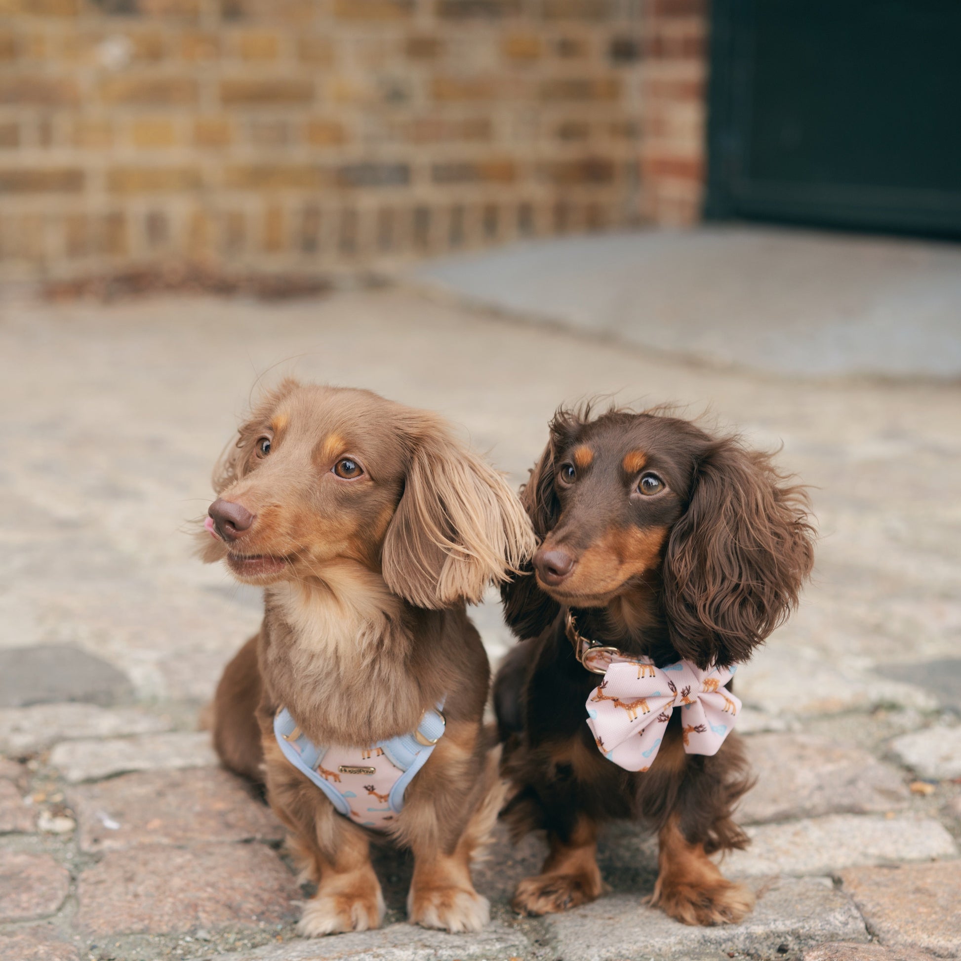 Two dachshunds standing on a brick pavement with a brick wall in the background. Huggipaw Dreamland Deer collection.