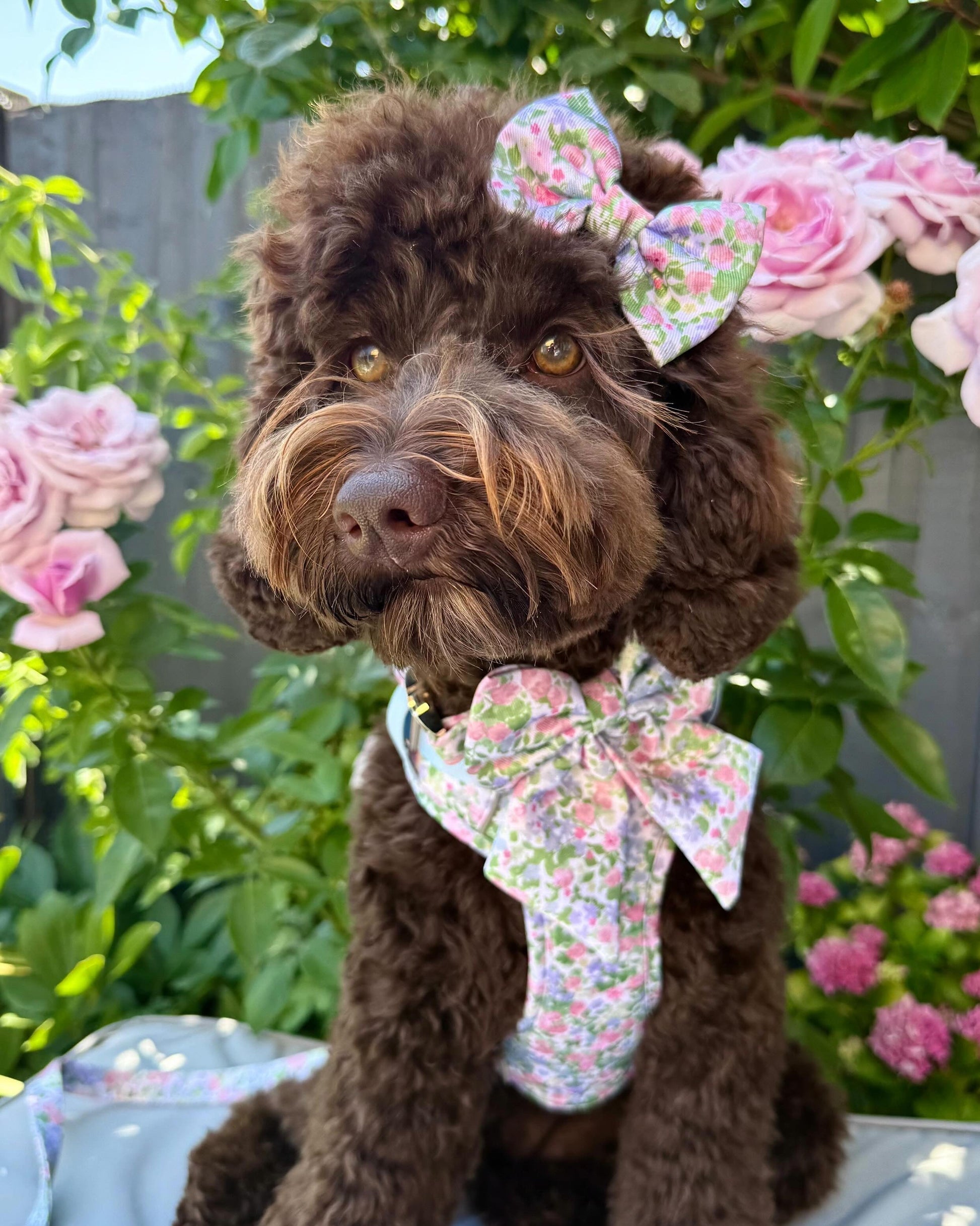 Petal Breeze Dog Bow Ties