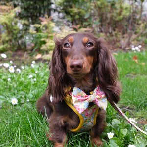 Sunny Bloom Dog Lead