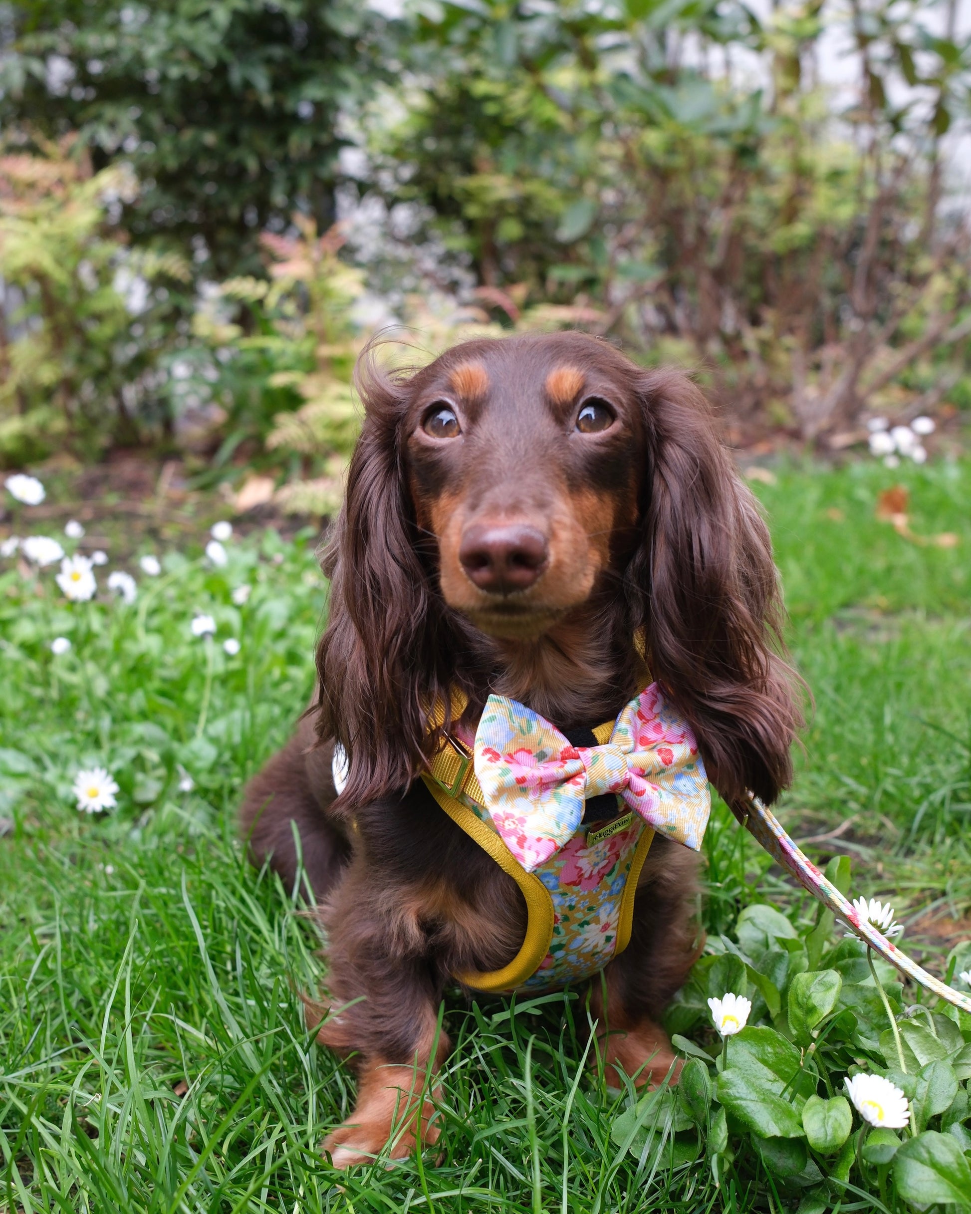 Sunny Bloom Dog Lead