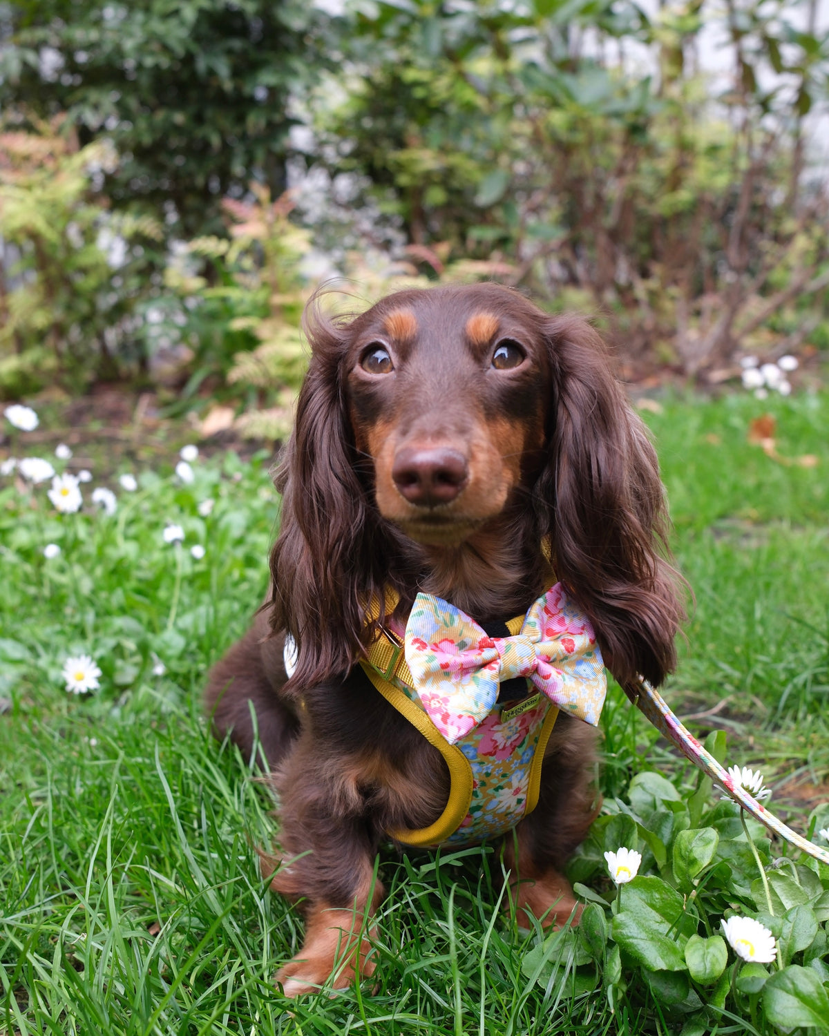 Sunny Bloom Dog Bow Ties