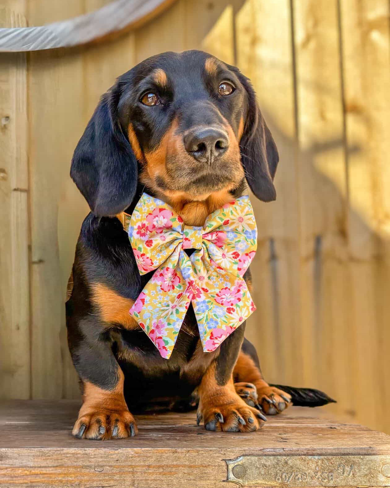 Sunny Bloom Dog Sailor Bow Ties