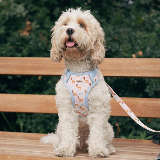 Dog sitting on a wooden bench with a leash, wearing a harness with a pattern.