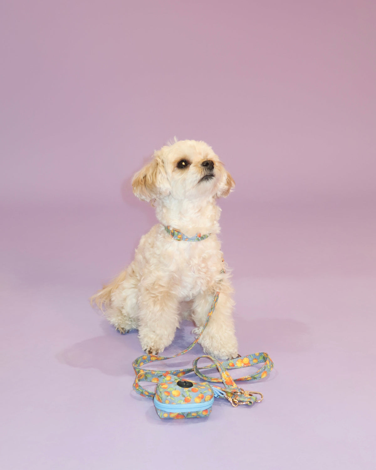 Citrus Breeze Collar Set
