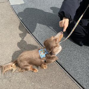 Citrus Breeze Dog Harness
