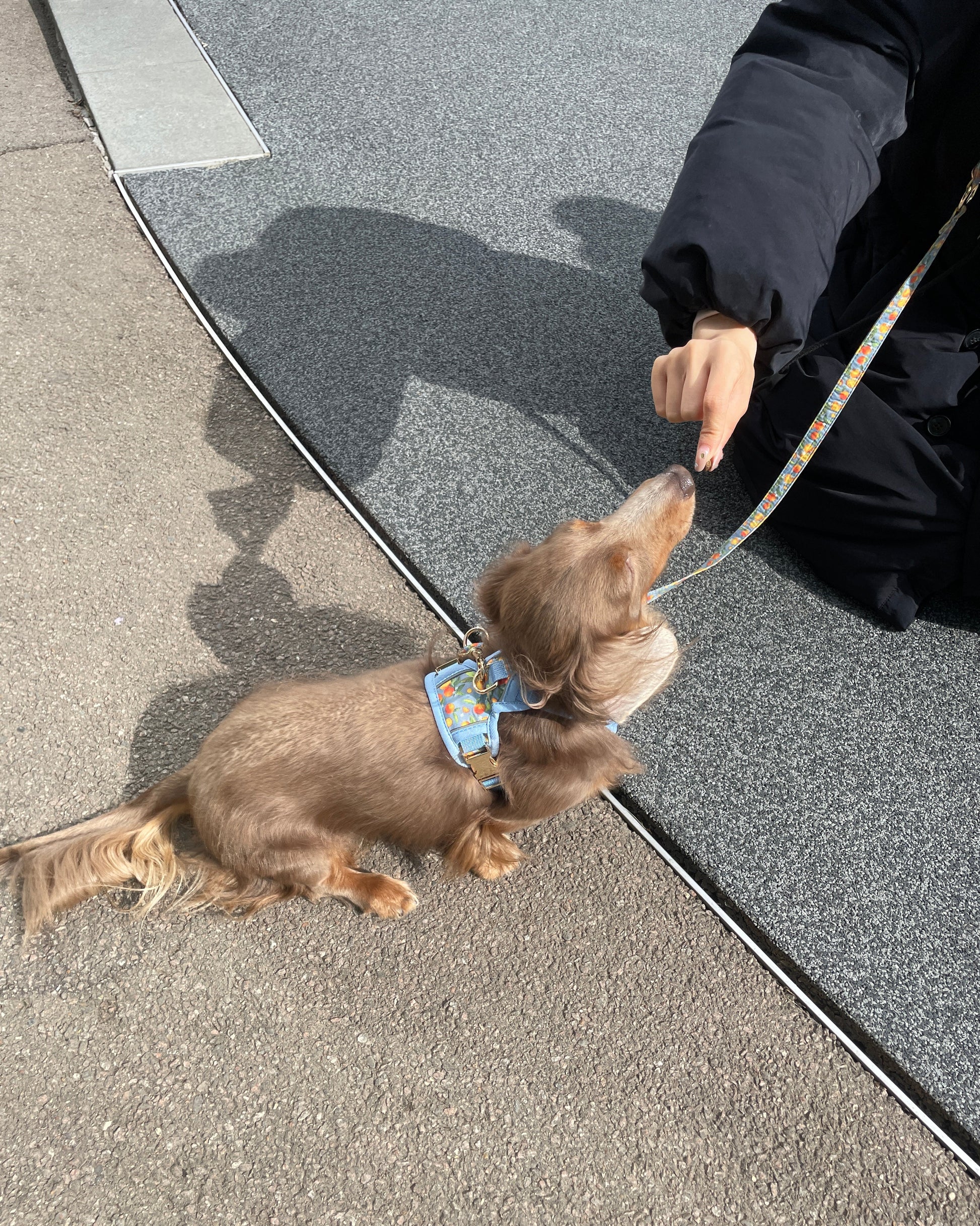 Citrus Breeze Dog Harness