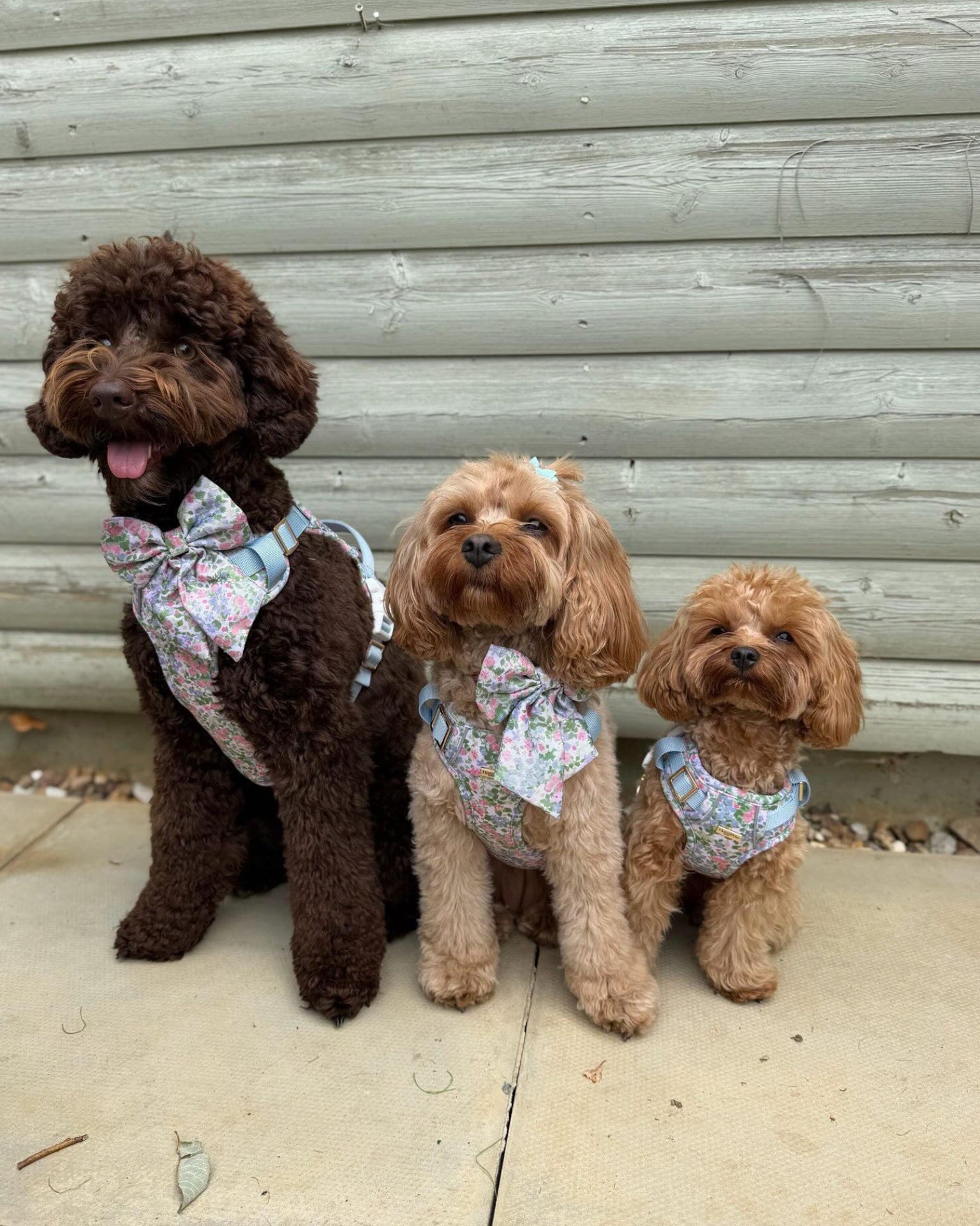 Petal Breeze Dog Harness