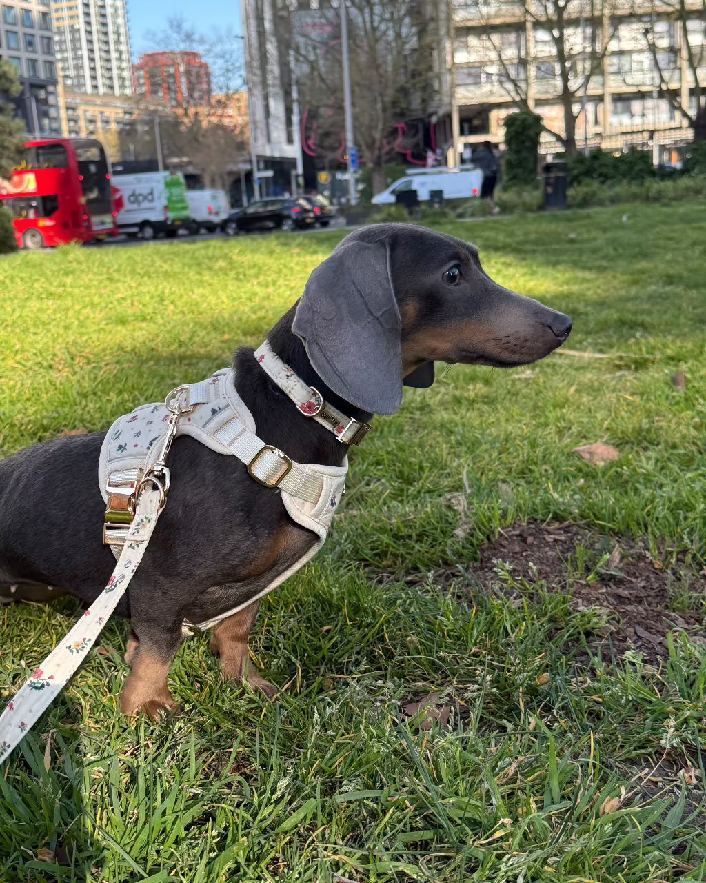 Vintage Fleur Dog Harness