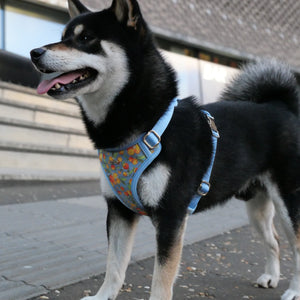 Citrus Breeze Dog Harness