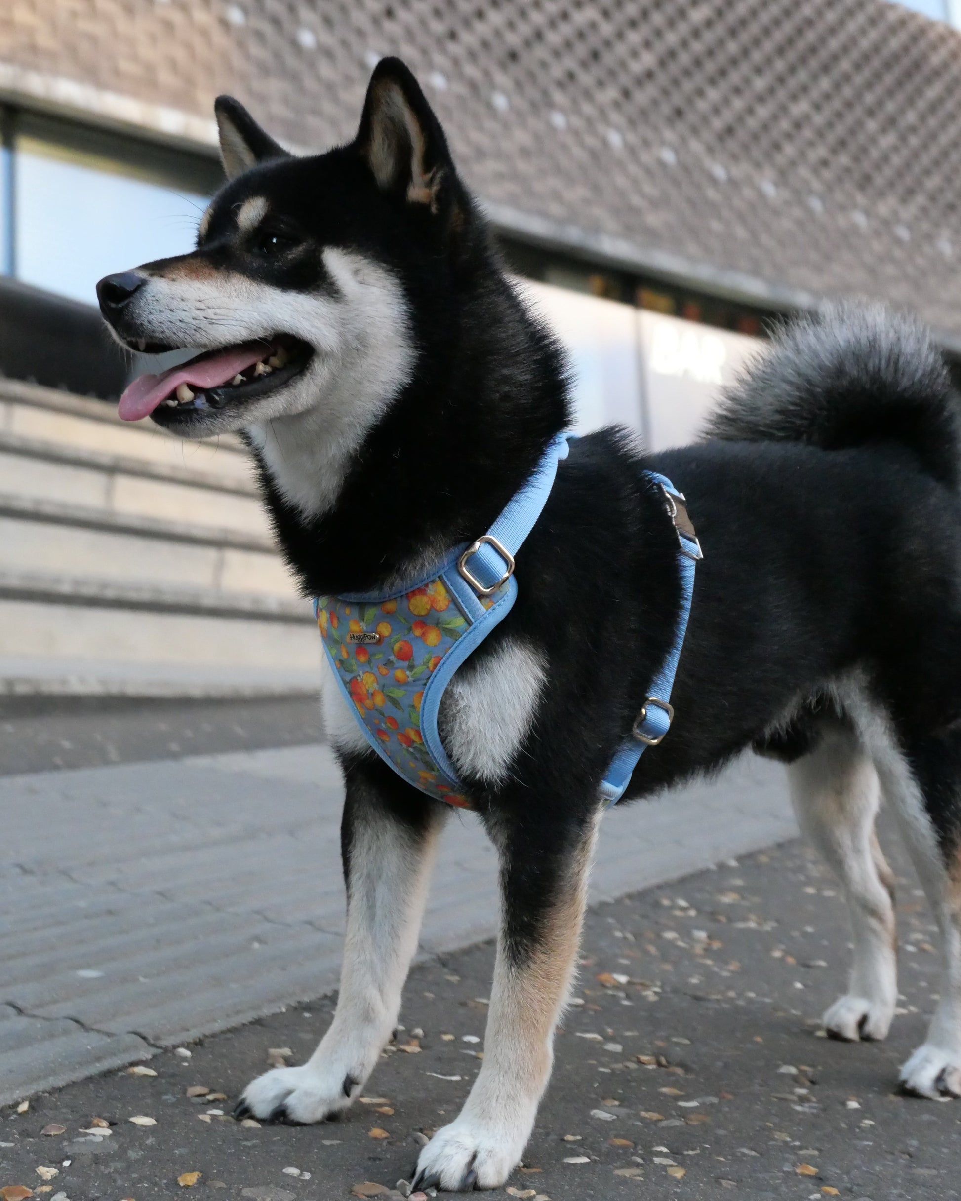 Citrus Breeze Dog Harness