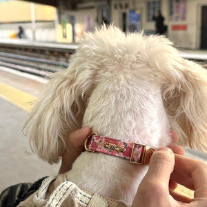 Rosy Bloom Dog Collar
