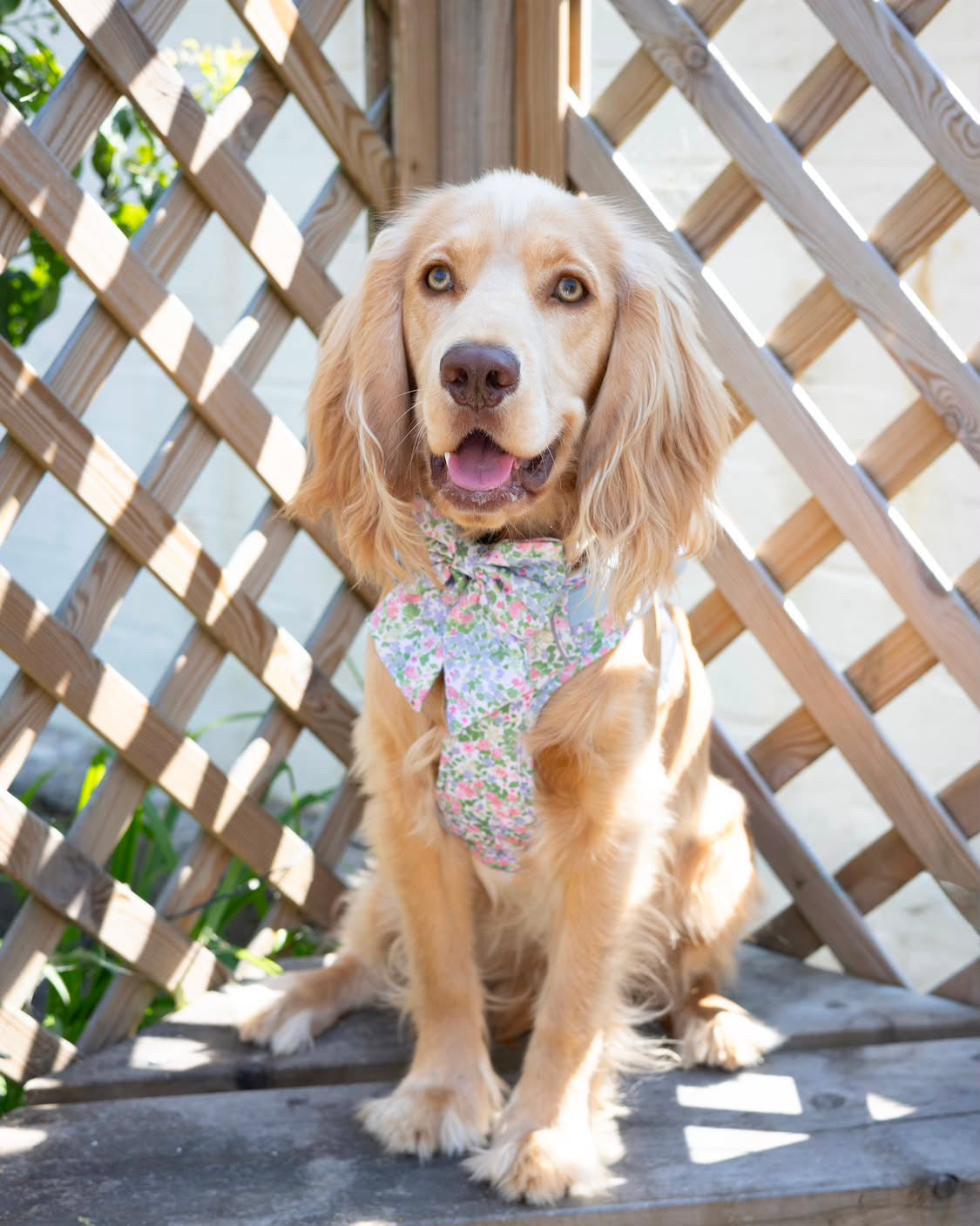 Petal Breeze Dog Harness