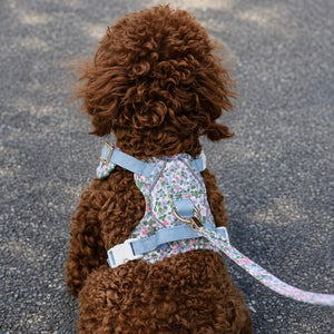 Petal Breeze Dog Lead