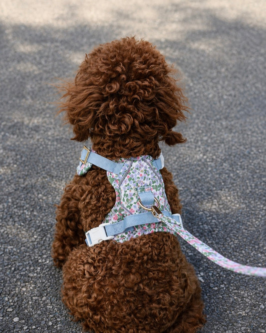 Petal Breeze Dog Lead