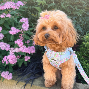 Petal Breeze Dog Lead