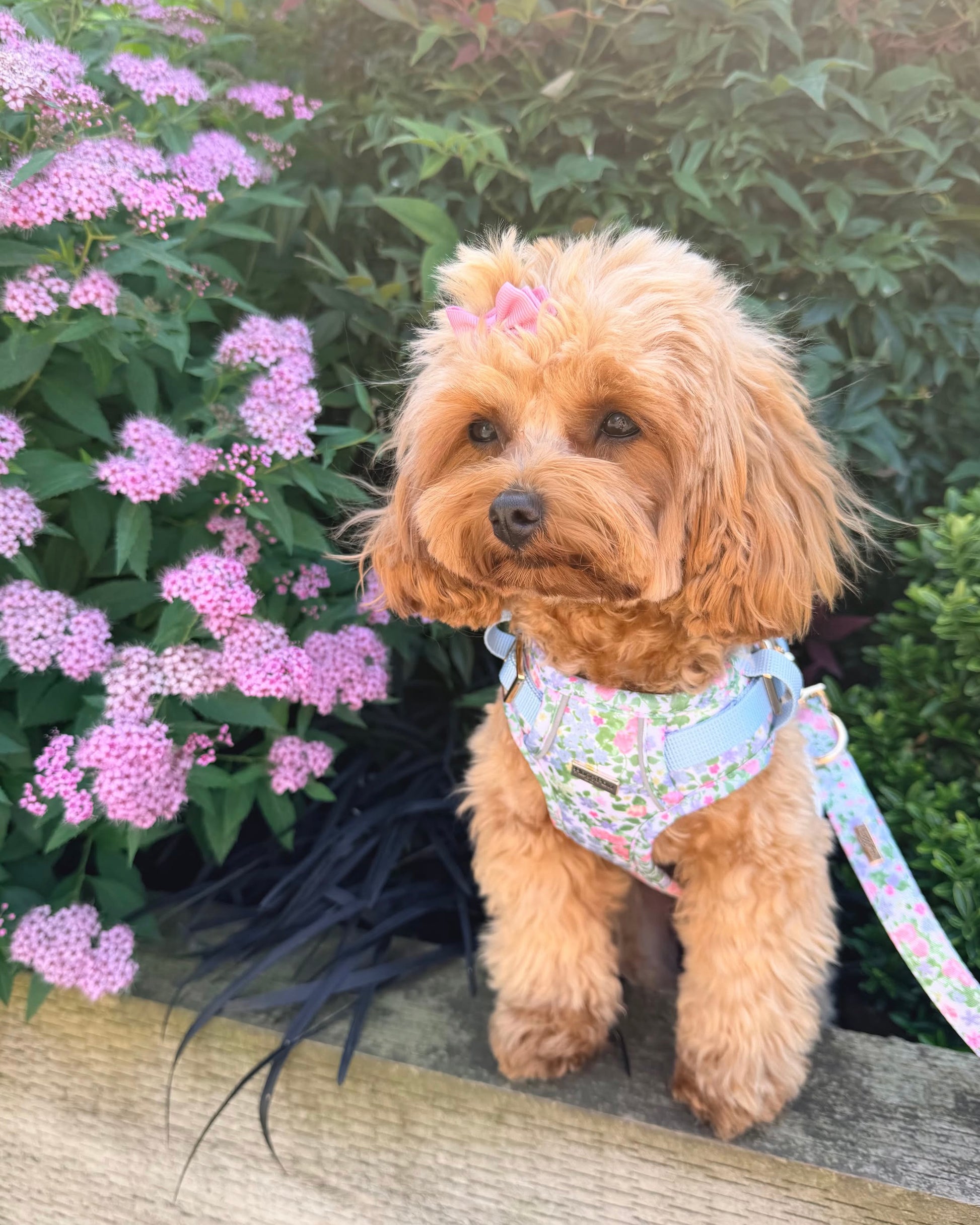 Petal Breeze Dog Lead