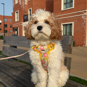 Sunny Bloom Dog Harness