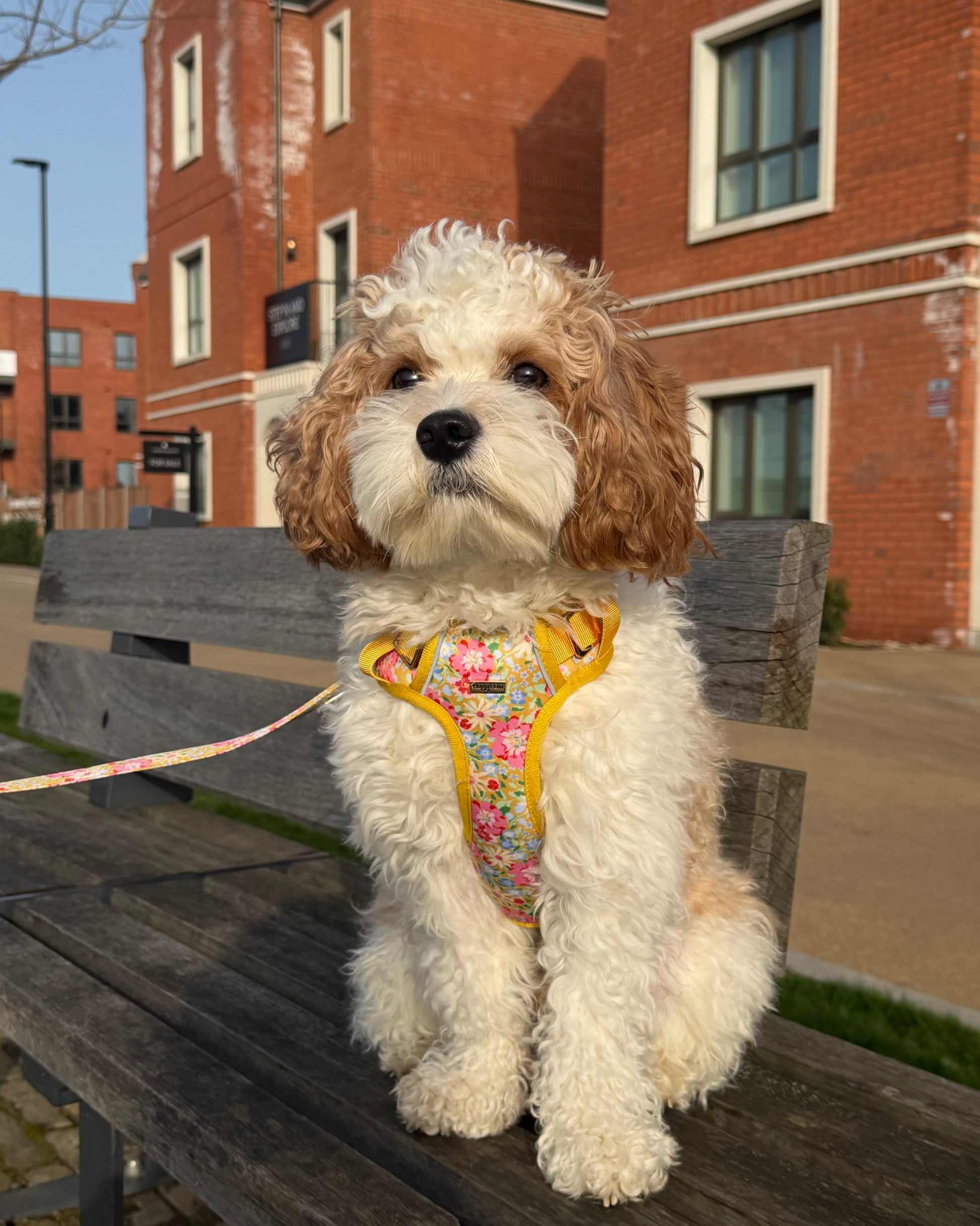 Sunny Bloom Dog Harness