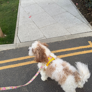 Sunny Bloom Dog Lead