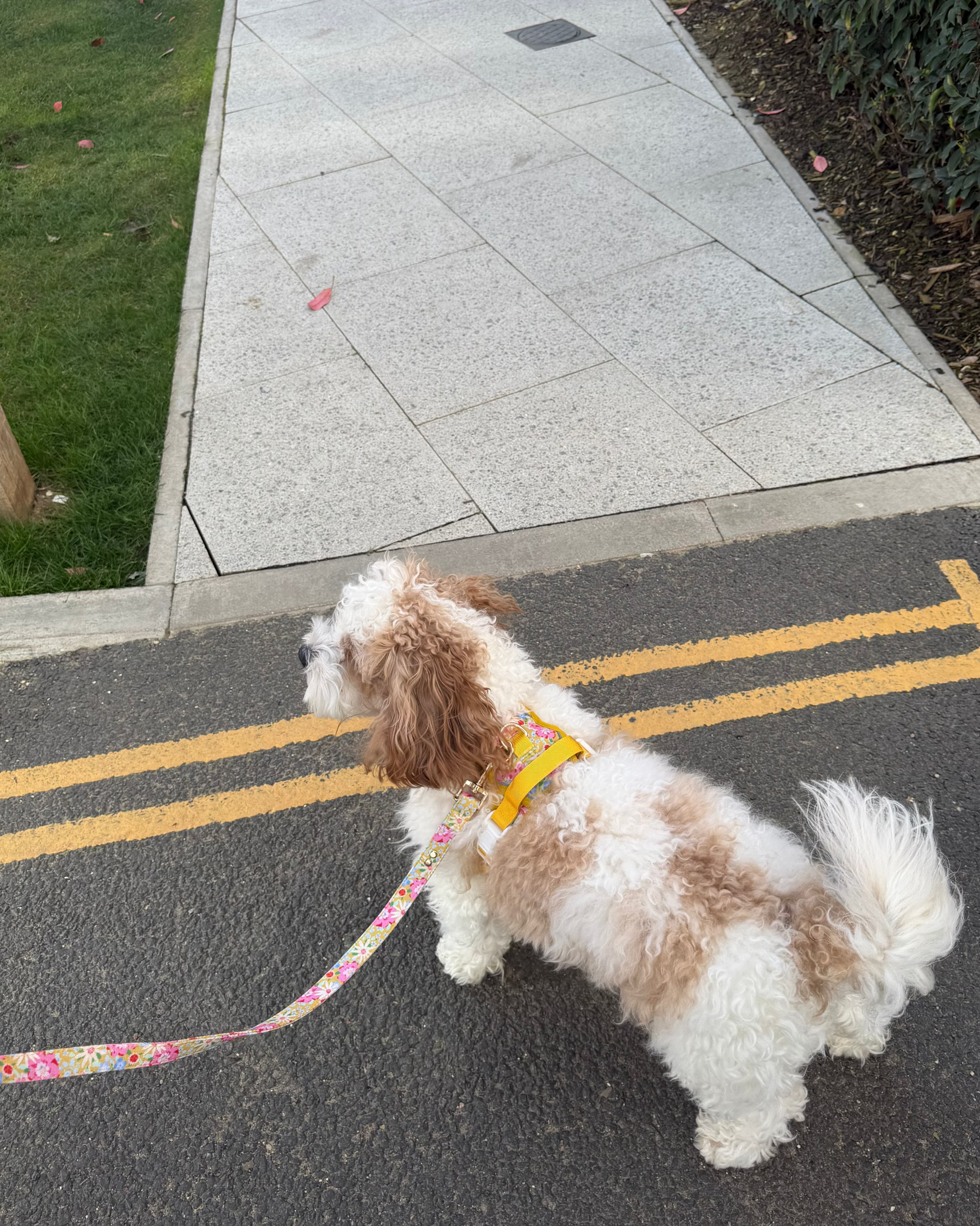 Sunny Bloom Dog Lead
