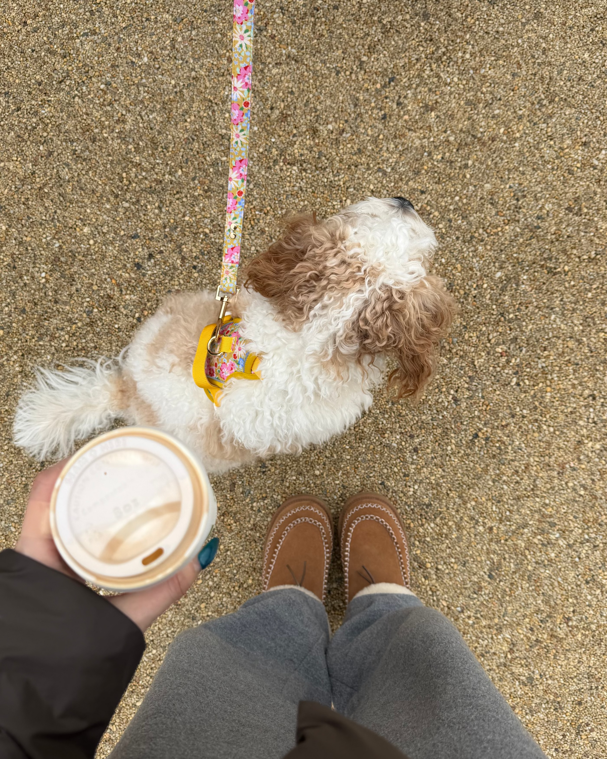 Sunny Bloom Dog Lead