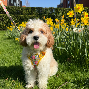 Sunny Bloom Dog Harness