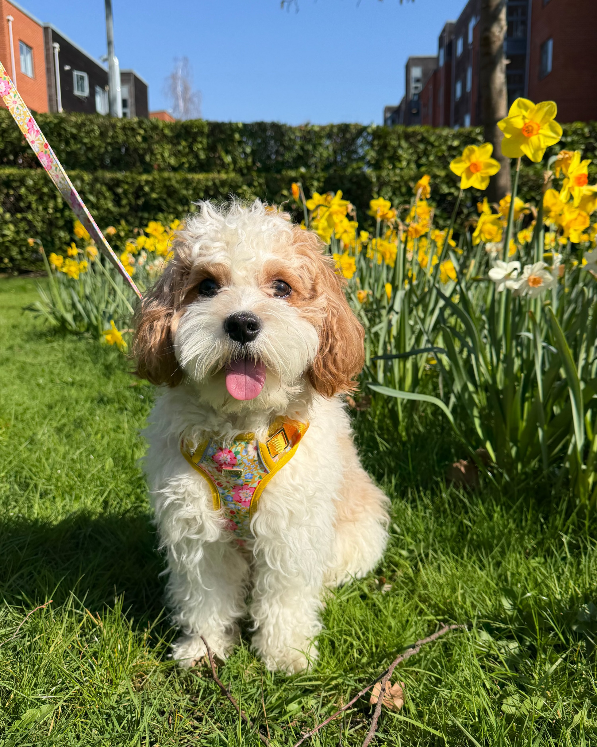 Sunny Bloom Dog Harness
