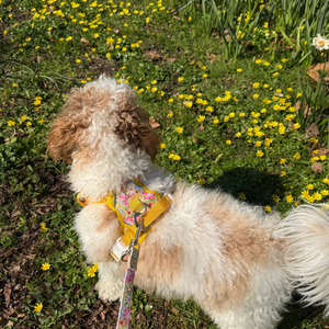 Sunny Bloom Dog Lead