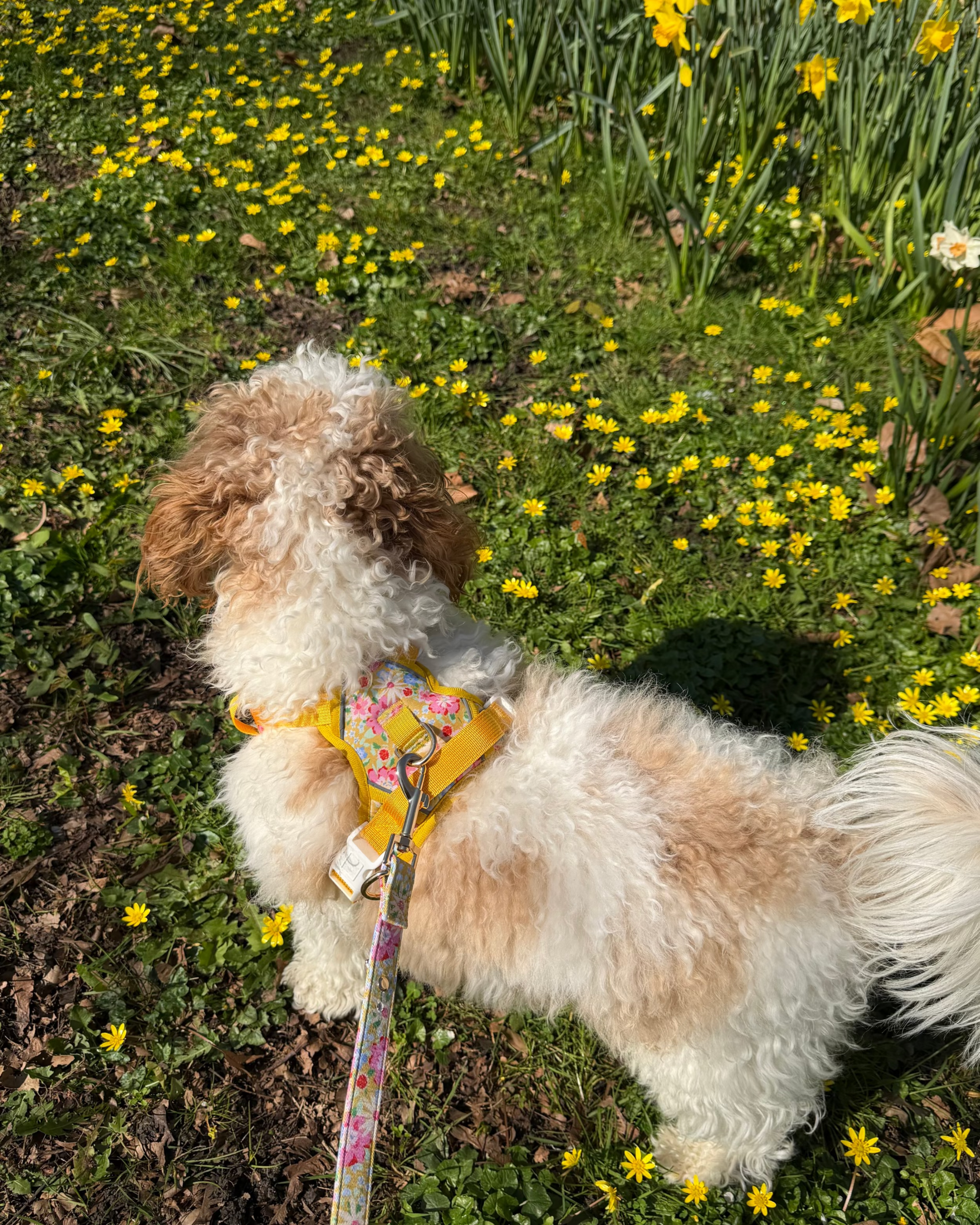 Sunny Bloom Dog Lead