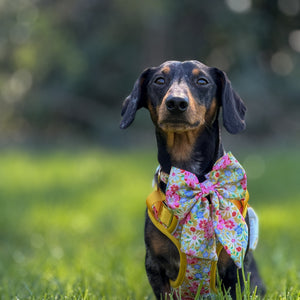 Sunny Bloom Dog Harness