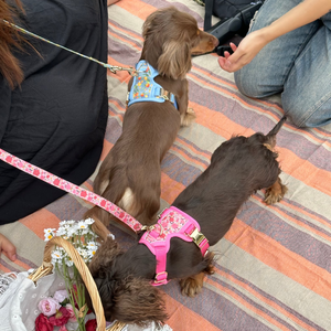 Citrus Breeze Harness Set