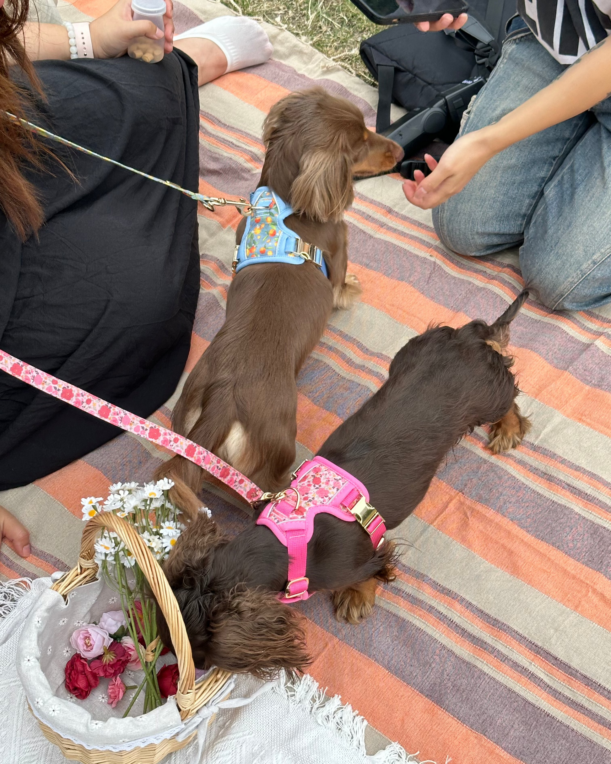Citrus Breeze Harness Set