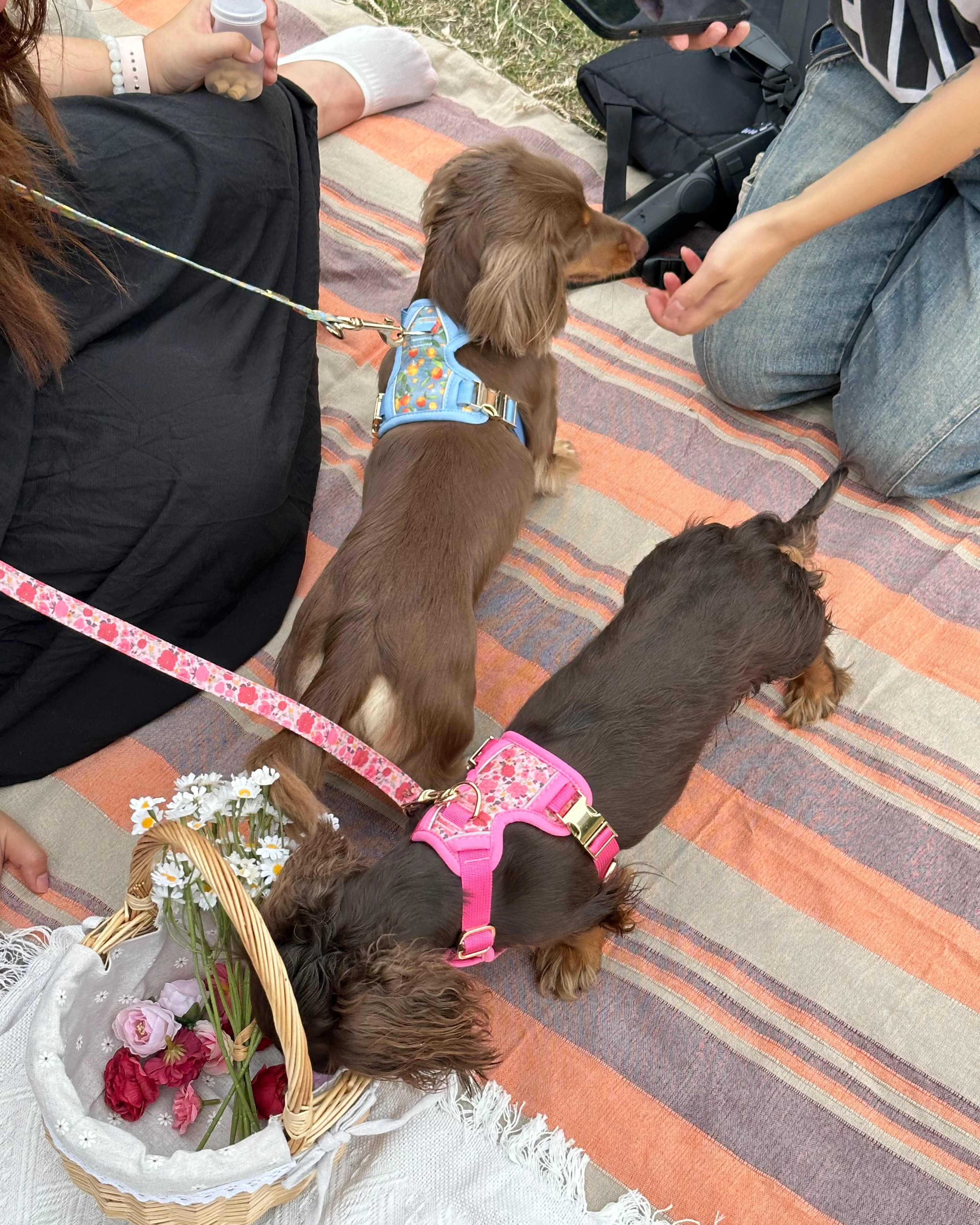 Citrus Breeze Harness Set