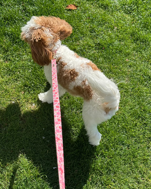 Rosy Bloom Dog Lead
