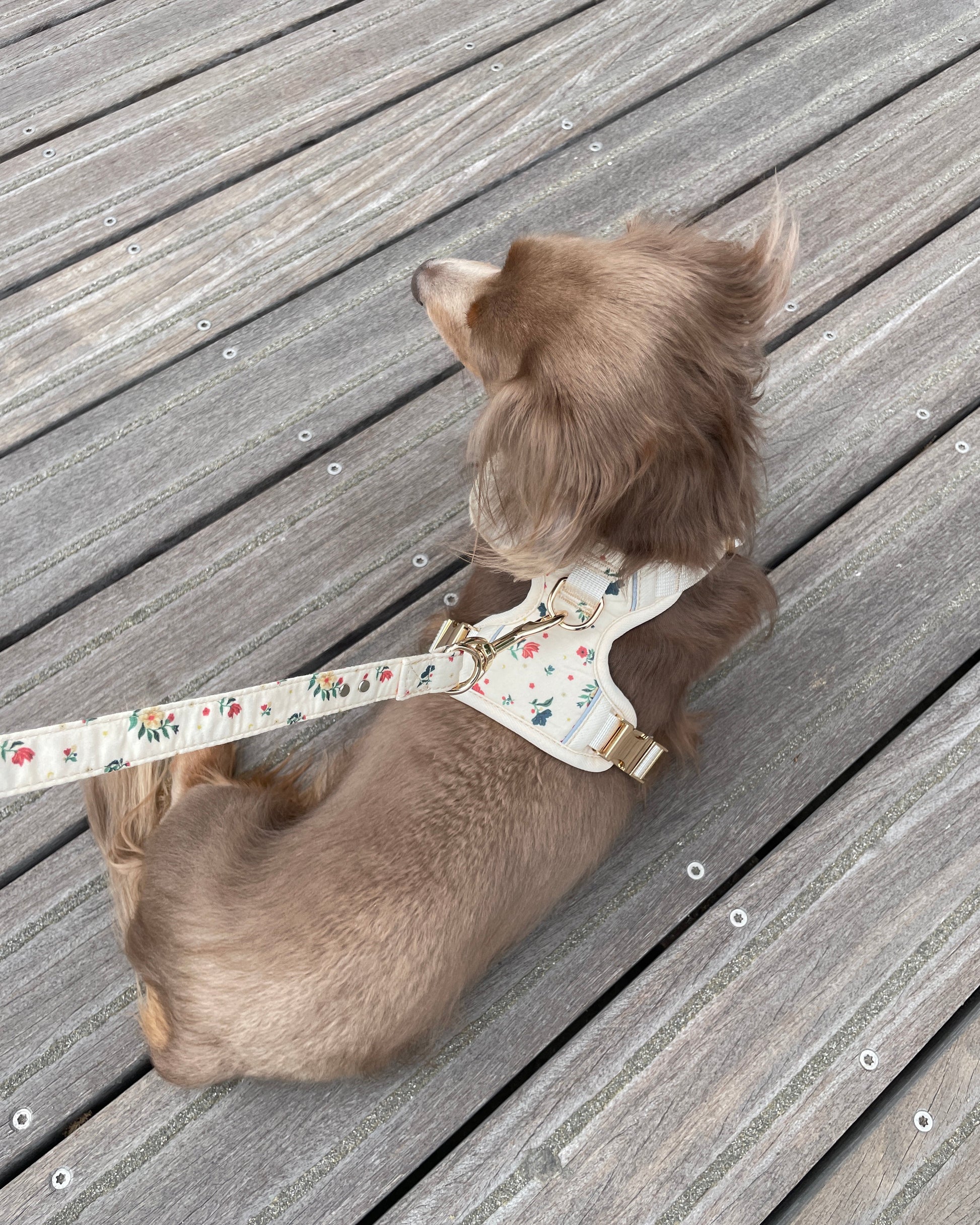 Vintage Fleur Dog Harness