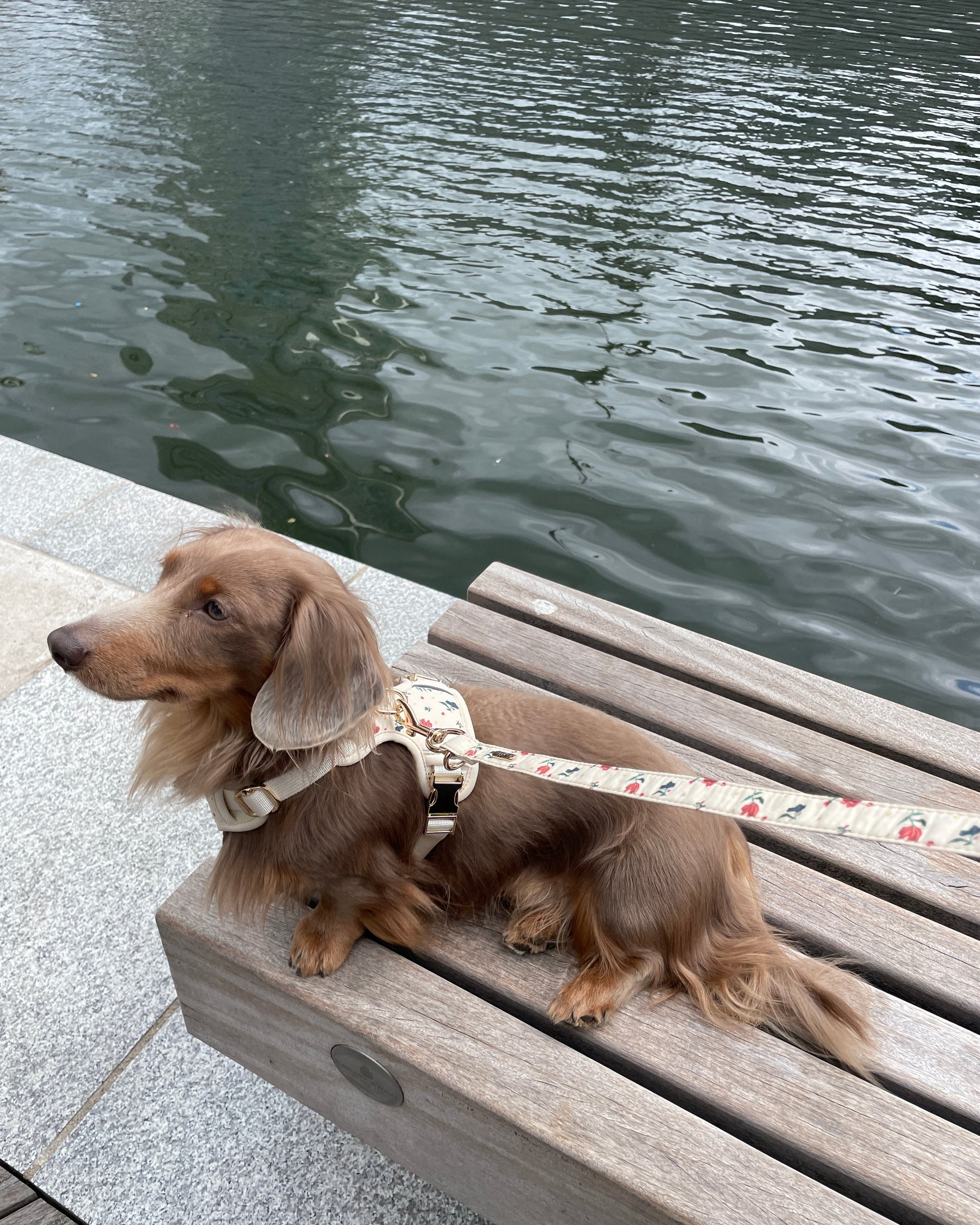 Vintage Fleur Dog Harness