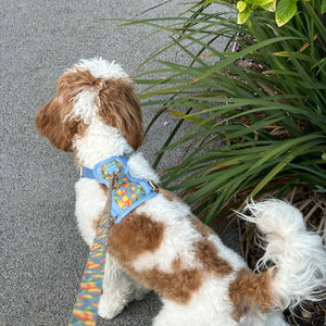 Citrus Breeze Dog Lead