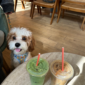 Citrus Breeze Dog Harness