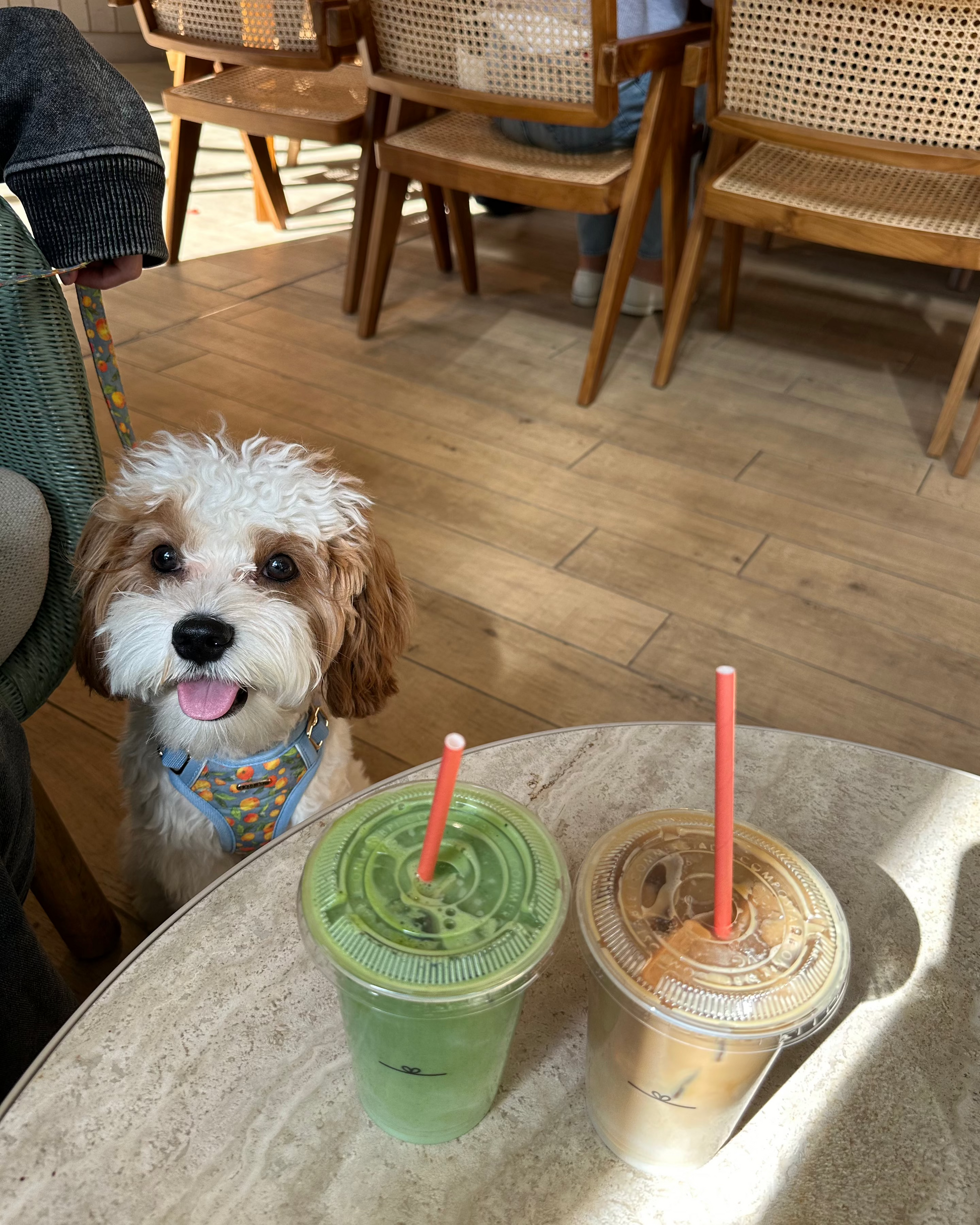 Citrus Breeze Dog Harness