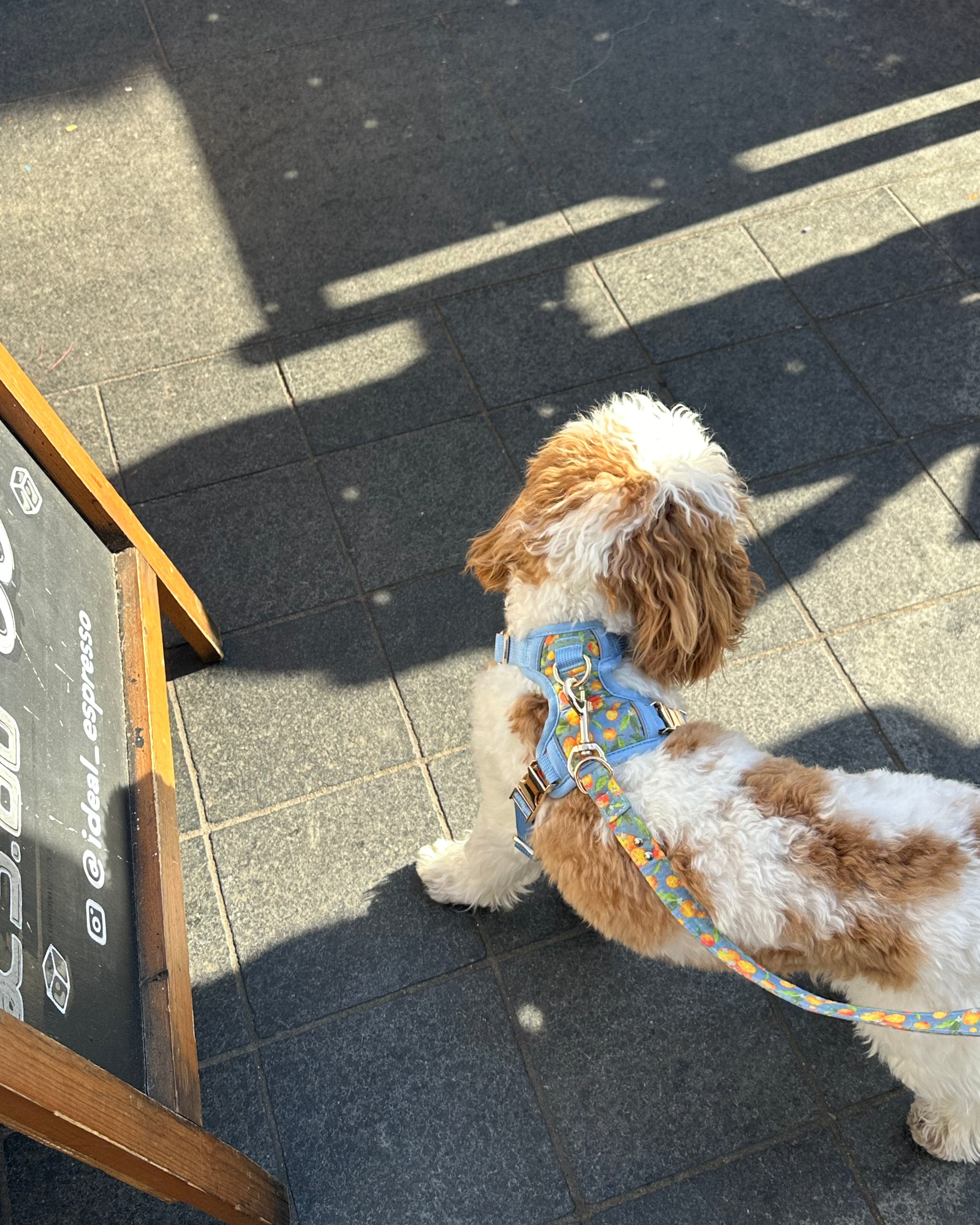 Citrus Breeze Dog Harness