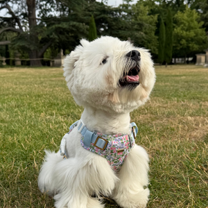 Petal Breeze Dog Harness