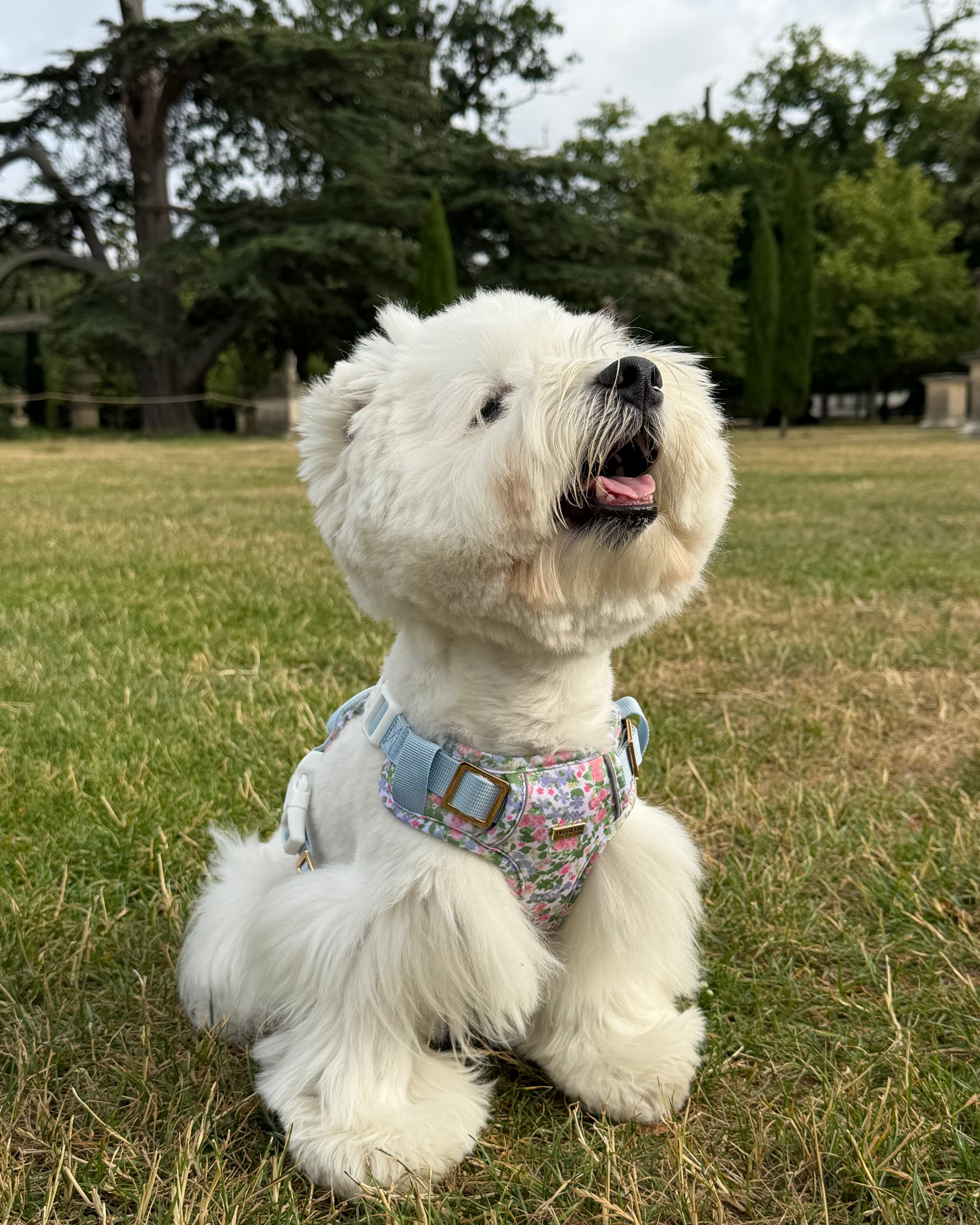 Petal Breeze Dog Harness
