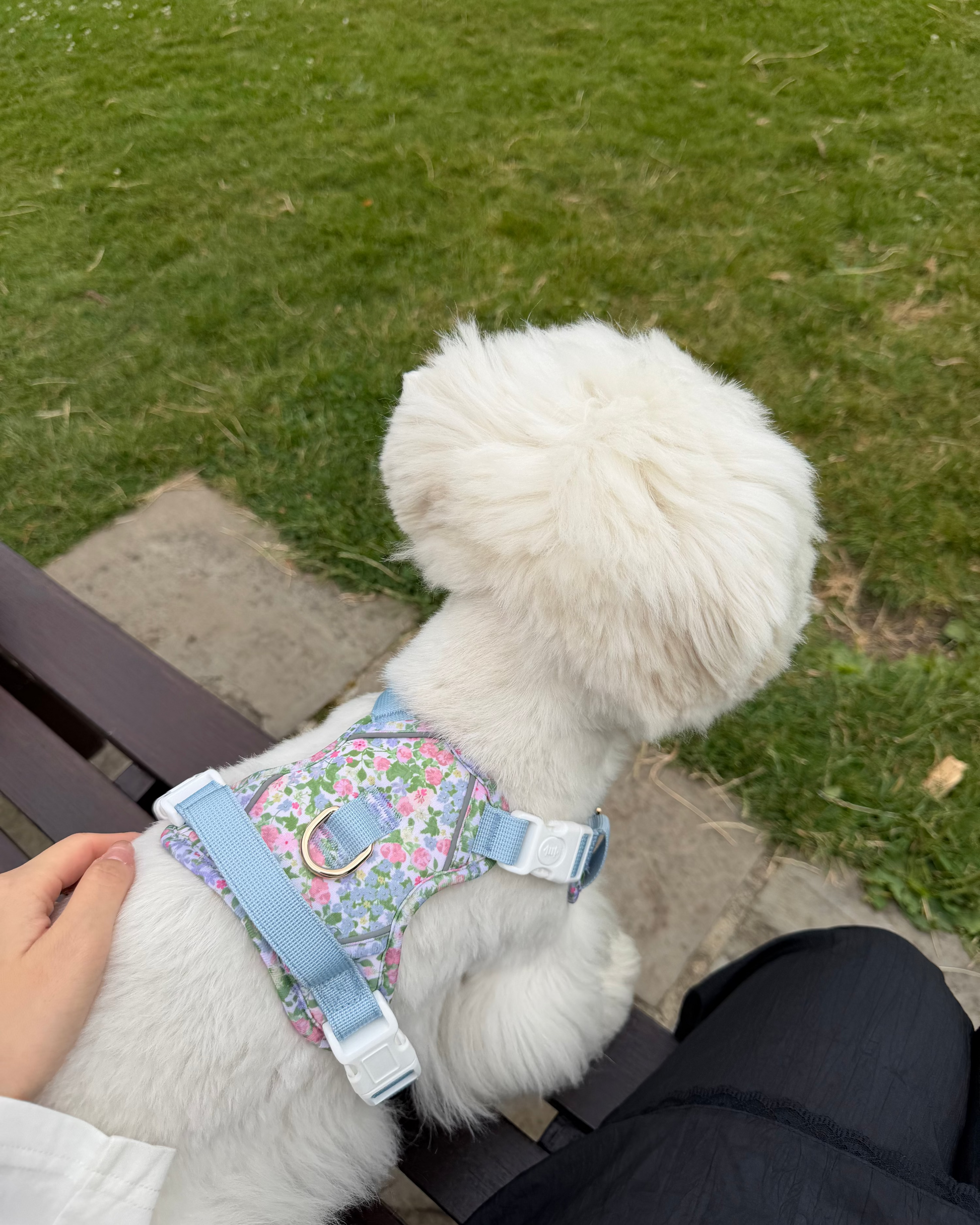 Petal Breeze Dog Harness