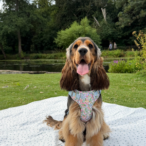 Petal Breeze Dog Harness